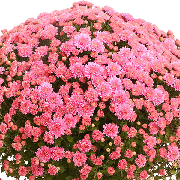 Ursula Lavender Garden Mum