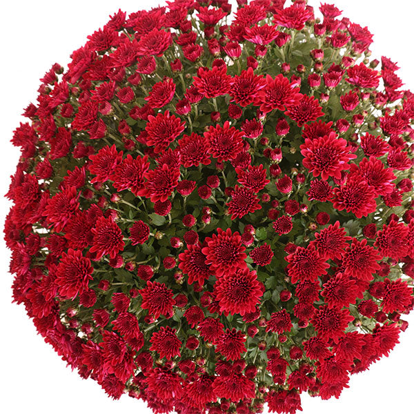 Vigorelli Violet Garden Mum