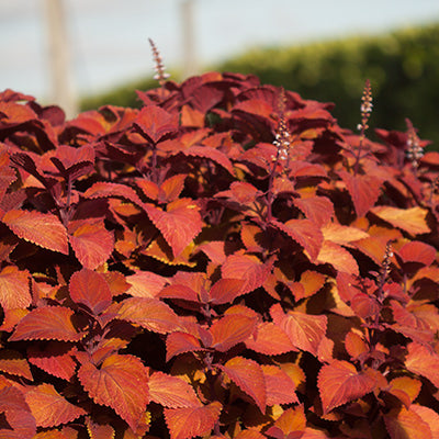 Campfire Coleus