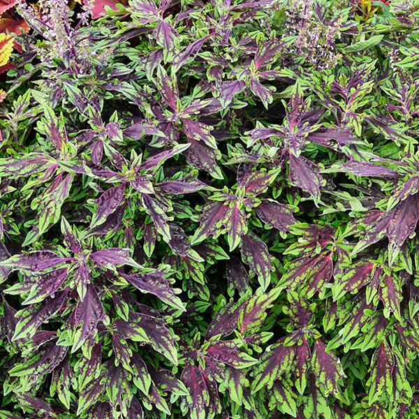 FlameThrower Chili Pepper Coleus