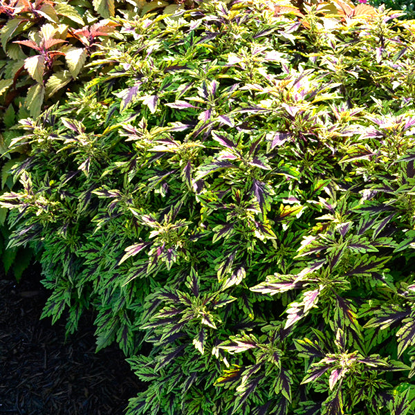 FlameThrower Chipotle Coleus