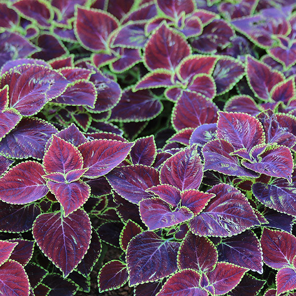 MainStreet Broadway Coleus