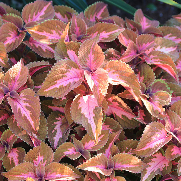 MainStreet Sunset Boulevard Coleus