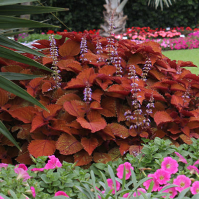 MainStreet Wall Street Coleus