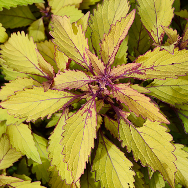 FlameThrower Spiced Curry Coleus