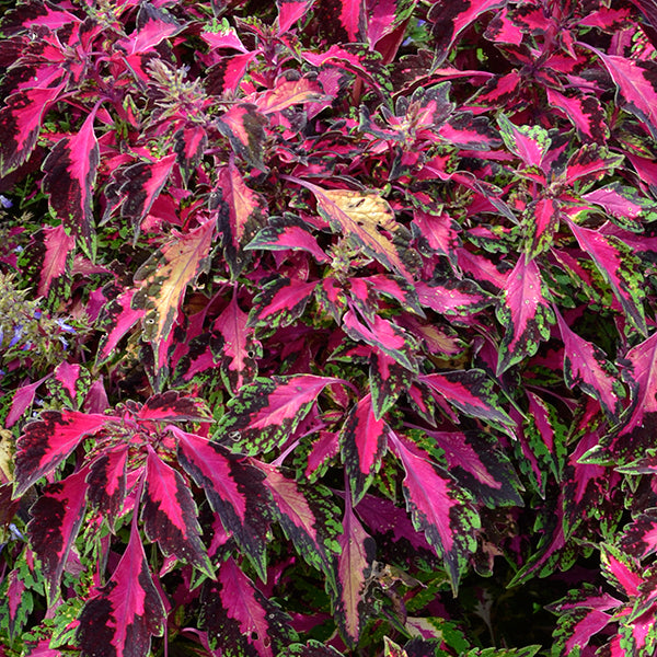 Stained Glassworks Luminesce Coleus