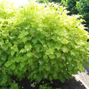 Wasabi Coleus