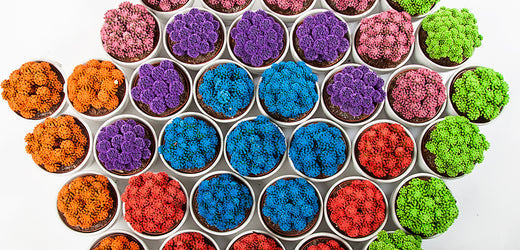 6 Sensational Houseplants that Add Color to Your Home