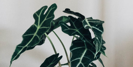 What the Common Names of Plants Reveal