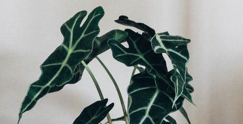 What the Common Names of Plants Reveal