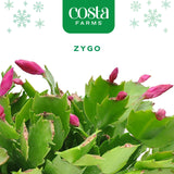 Zygo Holiday Cactus | medium