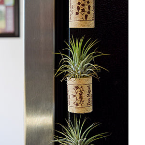 Everything You Need to Know About Airplants