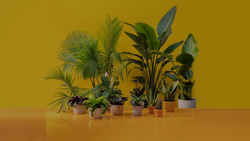 Photo of family repotting Global Green Pothos houseplant from Costa Farms in a living room with a white coffee table and blue wall and white lamp