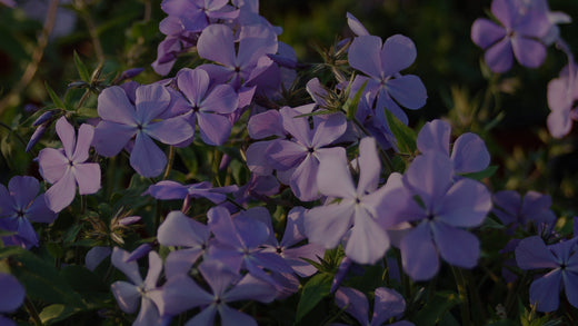 Closeup shot of Phlox divaricata in garden