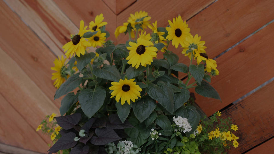Container garden against a cedar fence with yellow Sunflower, white Pentas, and purple Sweet Potato Vine