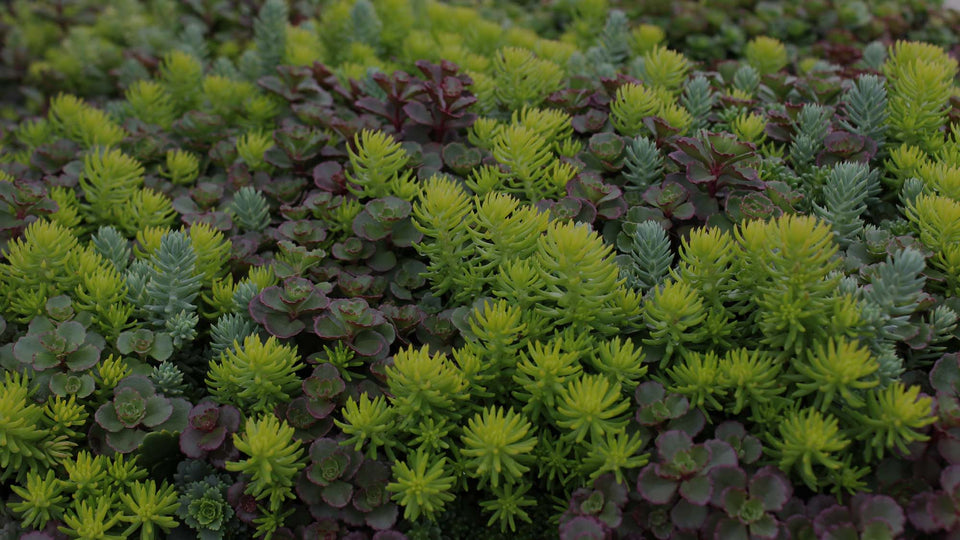 Closeup image of a mix of Sedum varieties (chartreuse Sedum Angelina, blue-green Sedum Blue Spruce, purple Sedum Dragon's Blood) in a perennial garden