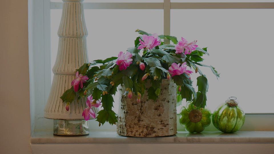 Pink-flowering holiday cactus in a windowsill with green glass holiday ornaments and a ceramic Christmas tree decoration