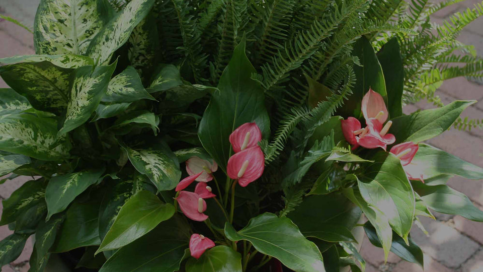 Container garden on brick patio with houseplants -- including pink Anthurium, Kimberly Queen Fern, and Dieffenbachia