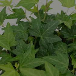 Featured image Blog - Close up of English Ivy on white tabletop