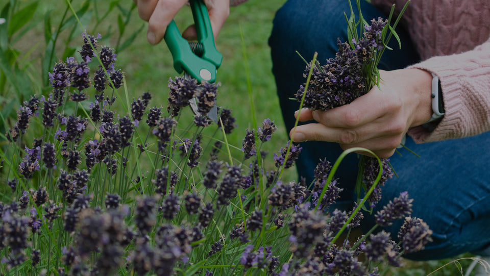 Image of a woman pruning Lavender plant with green pruning shears outdoors in the garden