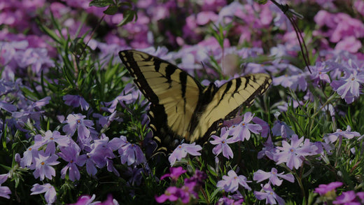 Tiger Swallowtail Butterfly on lavender garden phlox in perennial garden