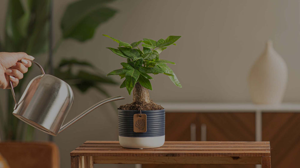 How To Fix Overwatering and Root Rot on Your Houseplants