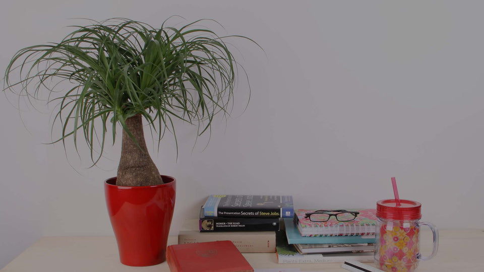 Ponytail Palm houseplant in a red ceramic pot on a college student's desk with books, glasses, and a water bottle
