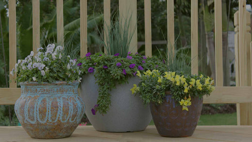 Three container gardens -- one with blue pansies, one with purple petunia and blue Juncus, and one with yellow snapdragon and juncus -- on a wood deck in spring garden