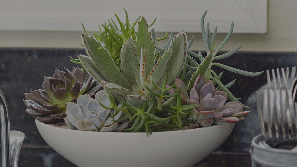 Closeup of succulent container garden with Echeveria, Senecio, and Kalanchoe varieties on black granite kitchen countertop
