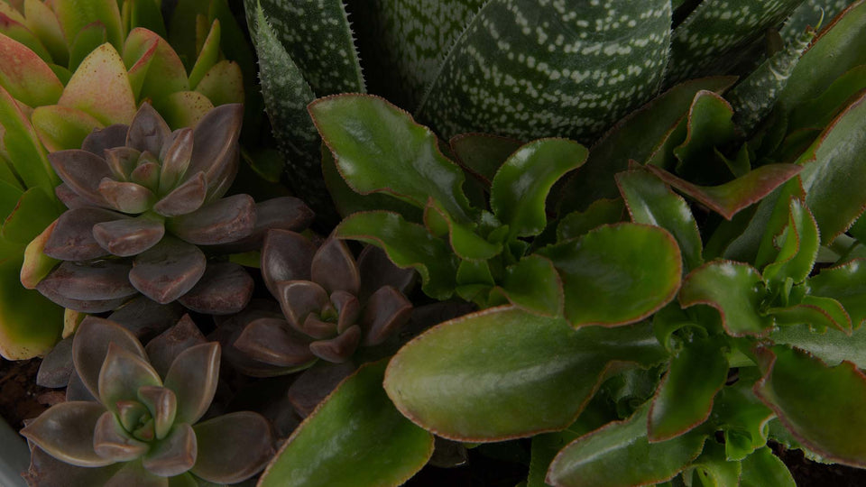 Succulent container garden with green Crassula, gray Graptoveria, and green Aloe