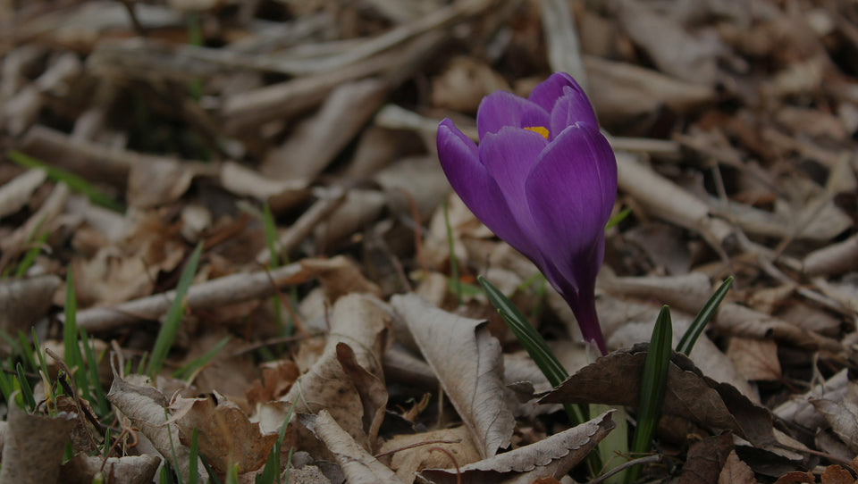 Purple Crocus plant emerging from soil covered in leaves in early spring