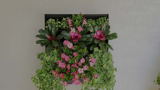 Hanging wall planter planted with variegated English Ivy, pink Mandevilla, and pink Neoregelia Bromeliads on a cream-color stucco wall