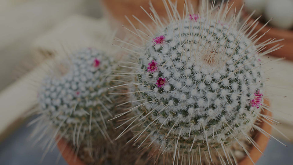 Closeup of white Mammillaria cactus with spines and pink flowers growing in a terra-cotta pot
