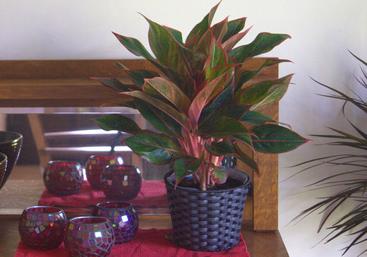 Use Houseplants to Decorate for Fall