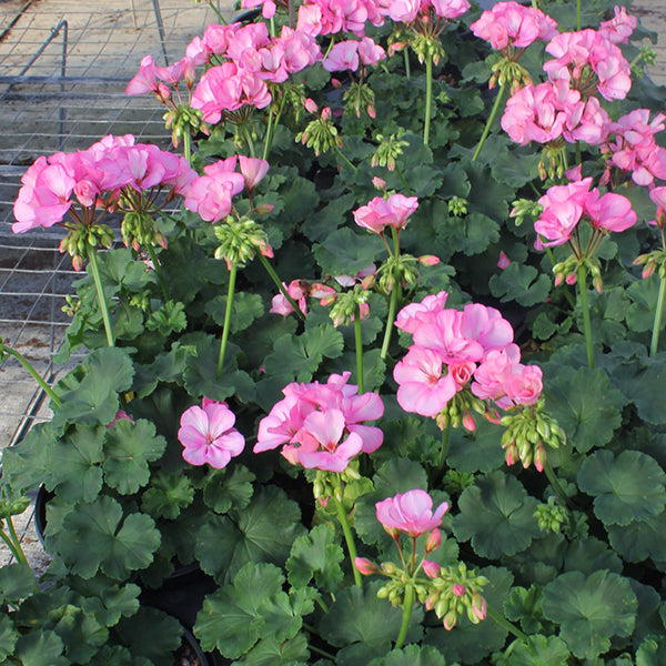 Big EZEE Pink Geranium
