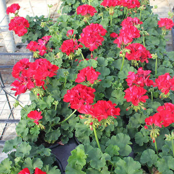 Big EZEE Red Geranium