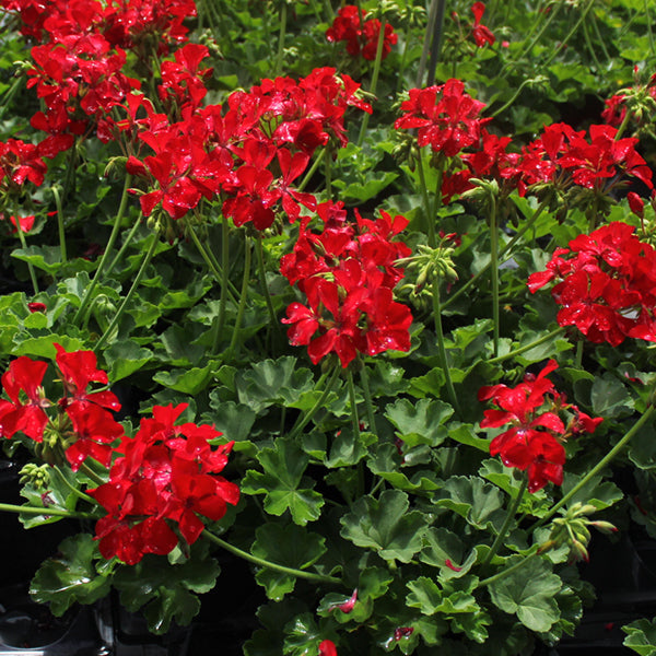 Dixieland Deep Red Geranium
