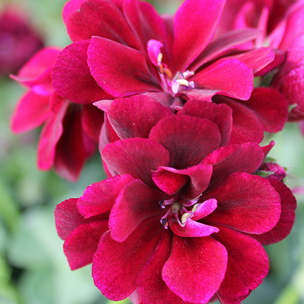 Great Balls of Fire Burgundy Geranium