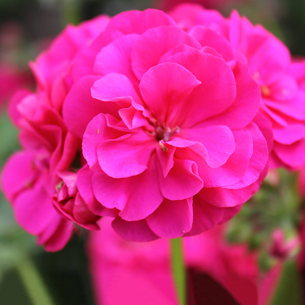 Great Balls of Fire Deep Rose Geranium
