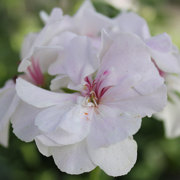 Great Balls of Fire White Geranium