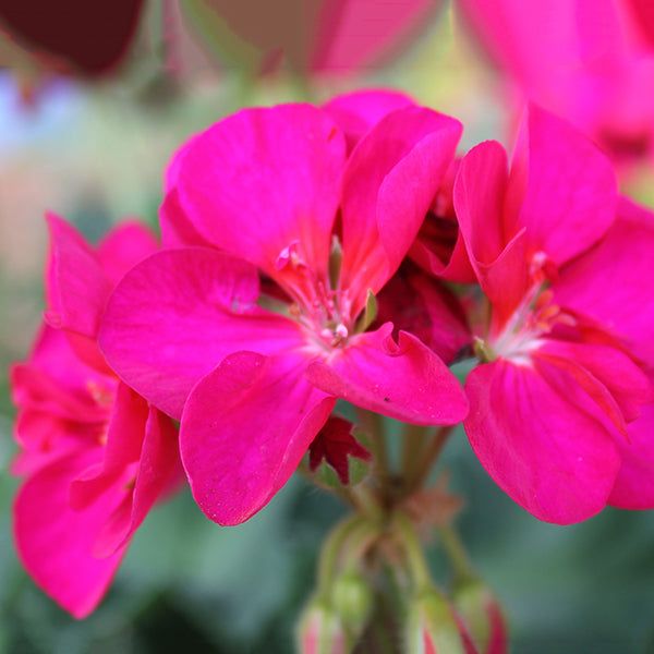 Patriot Bright Violet Geranium