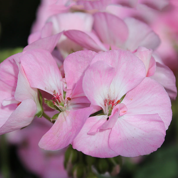Survivor Baby Face Geranium