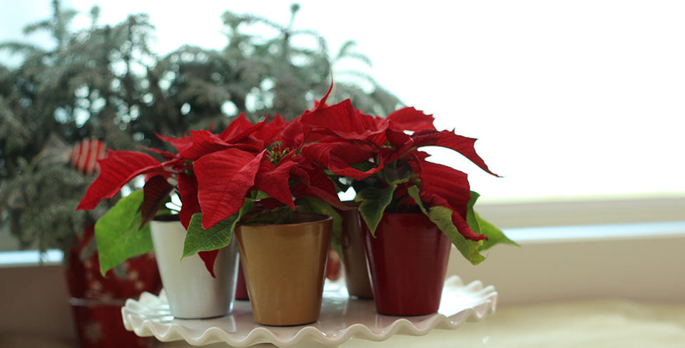 Pets and Holiday Plant Myths