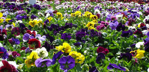 Cool-Weather Classics