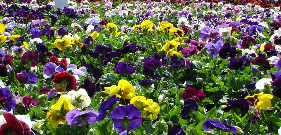 Cool-Weather Classics