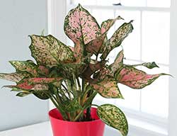 Colorful Aglaonema Colorful Aglaonema