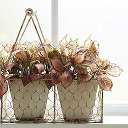 Fittonia 'Frankie' Fittonia 'Frankie'