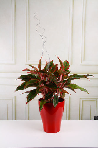 Romantic Plants that Say I Love You