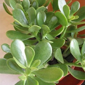 Jade Plant