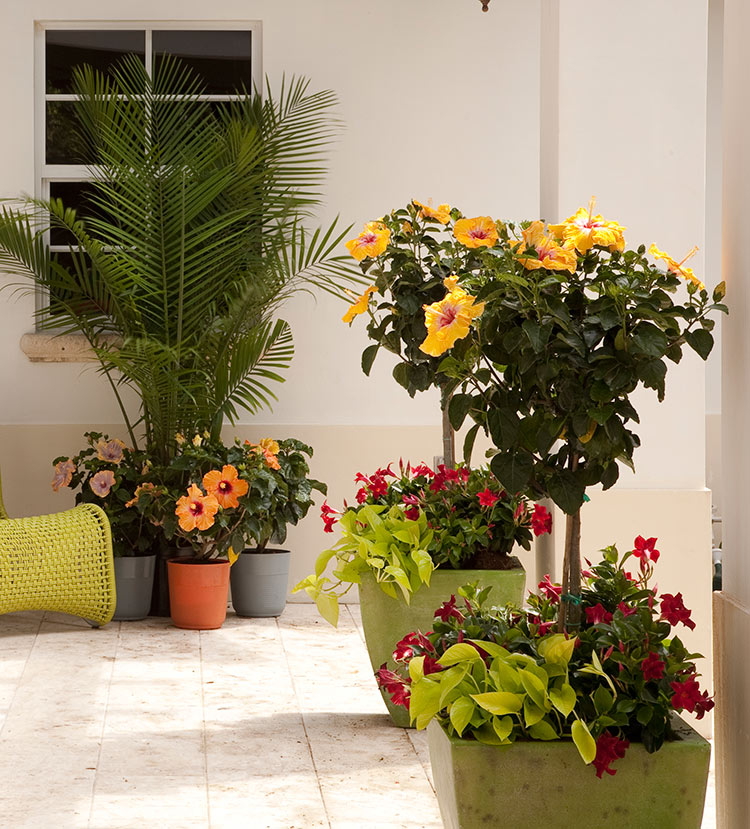 The Tropic Escape® Collection